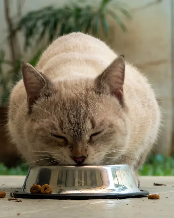 Кошка ест из миски