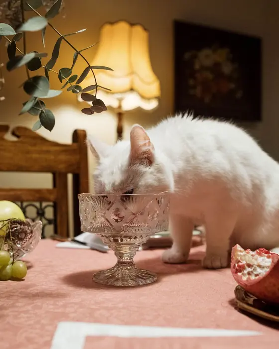 Белая кошка на столе